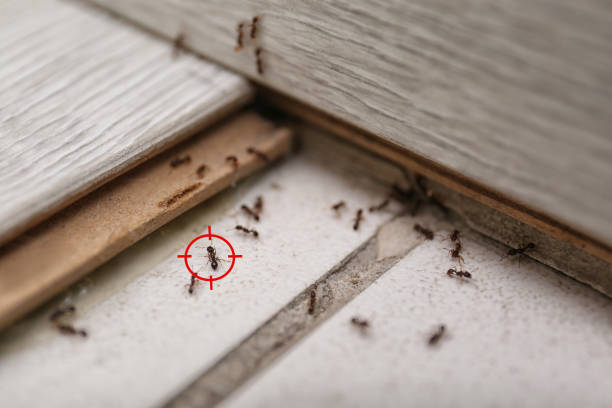Best Emergency Pest Control  in Joplin, MO