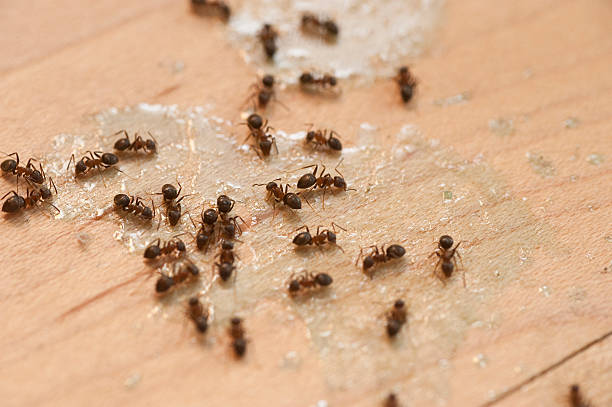 Best Pest Control for Businesses  in Joplin, MO